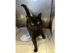 Adopt QUINCY - A057155 a Domestic Short Hair