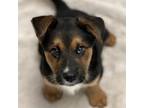 Adopt Bucky a German Shepherd Dog