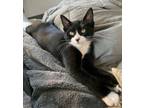 Adopt Kitten Claudio a Domestic Short Hair