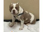 Adopt Myles a American Staffordshire Terrier