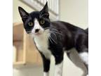 Adopt Spruce a Domestic Short Hair