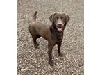 Adopt Chocolate Chonk a Labrador Retriever