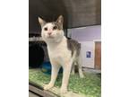 Adopt GECKO* a Domestic Short Hair