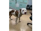 Adopt Pete the Pittie a Pit Bull Terrier, Mixed Breed