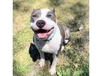 Adopt Cabbage a Pit Bull Terrier
