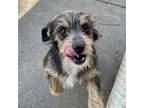 Adopt Macaw a Terrier