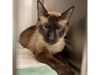 Adopt Smoke Bomb a Siamese