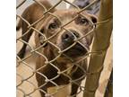 Adopt 404887 a Pit Bull Terrier, Weimaraner