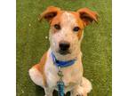 Adopt Marcus a Cattle Dog, Mixed Breed