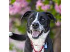 Adopt Charley a Border Collie