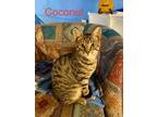 Adopt Coconut, Willow Grove PS (FCID# 03/27/2024-132) DC a Tabby