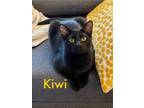 Adopt Kiwi, Willow Grove Area (FCID 03/27/2024-133) a Domestic Short Hair