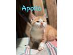Adopt Apollo, Willow Grove PetSmart (FCID# 05/16/24-130) a Tabby