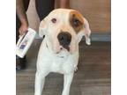 Adopt Rocco a Mixed Breed