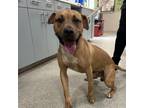 Adopt Trent a Mixed Breed