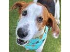 Adopt Morrison a Hound, Mixed Breed