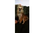 Adopt Gypsy a Tan/Yellow/Fawn Pomeranian / Mixed dog in Colorado City
