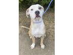 Adopt Riven a Mixed Breed (Medium) / Mixed dog in Thousand Oaks, CA (33993511)