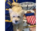 West Highland White Terrier Puppy for sale in Fulton, MO, USA