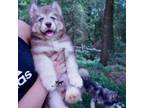 Siberian Husky Puppy for sale in Anderson, SC, USA