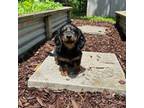 Dachshund Puppy for sale in Brevard, NC, USA