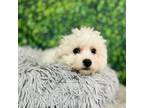 Bichon Frise Puppy for sale in Kannapolis, NC, USA