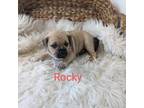 Puggle Puppy for sale in Chuckey, TN, USA