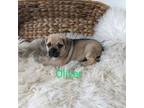 Puggle Puppy for sale in Chuckey, TN, USA