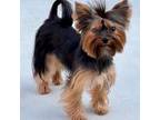 Yorkshire Terrier Puppy for sale in Seal Beach, CA, USA