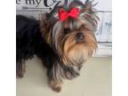 Yorkshire Terrier Puppy for sale in Seal Beach, CA, USA