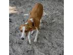 Adopt Toby 25720 a Mixed Breed