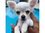 Chihuahua Puppy for sale in Chicago Heights, IL, USA