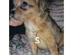 Chihuahua Puppy for sale in Folkston, GA, USA
