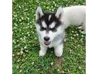 Siberian Husky Puppy for sale in Louisburg, NC, USA