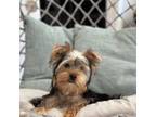 Yorkshire Terrier Puppy for sale in Livermore, CA, USA