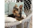 Yorkshire Terrier Puppy for sale in Livermore, CA, USA