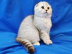 Snow Bars Cub Gorgerous Scottish Fold Silver Girl