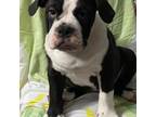 Boston Terrier Puppy for sale in Cincinnati, OH, USA