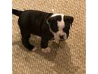 Boston Terrier Puppy for sale in Cincinnati, OH, USA