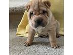 Chinese Shar-Pei Puppy for sale in Grand Rapids, MI, USA