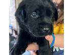 Labrador Retriever Puppy for sale in Amarillo, TX, USA