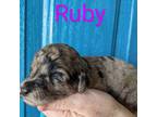 Mutt Puppy for sale in Newton Grove, NC, USA