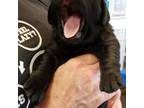 Beautiful male Black Pup