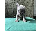 French Bulldog Puppy for sale in Santa Ana, CA, USA