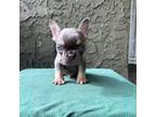 French Bulldog Puppy for sale in Santa Ana, CA, USA