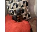 Yorkshire Terrier Puppy for sale in Galt, CA, USA