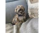 Maltipoo Puppy for sale in Springfield, TN, USA
