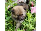 Pomeranian Puppy for sale in Shallotte, NC, USA