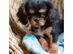 Cavalier King Charles Spaniel Puppy for sale in Sandpoint, ID, USA