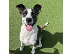 Adopt Roger a Mixed Breed